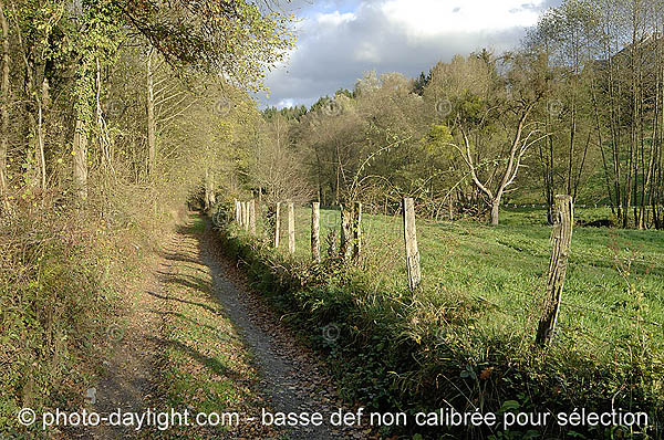 bois en automne